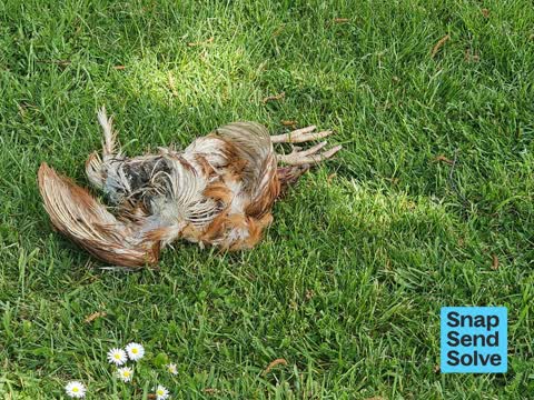 Animal - Deceased, a report photo