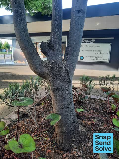 Trees - General, a report photo