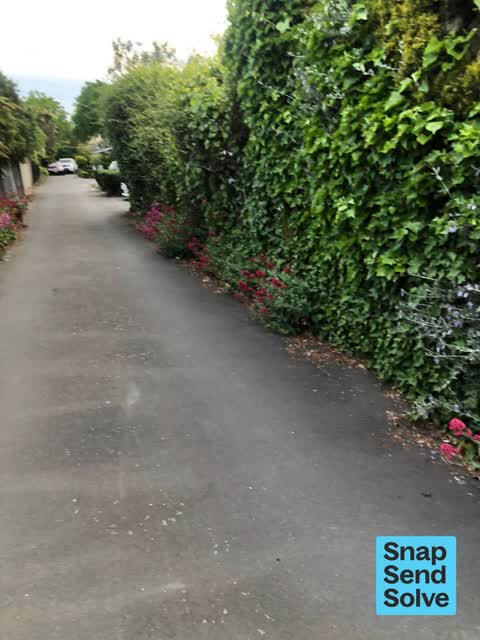 Overgrown Vegetation, a report photo