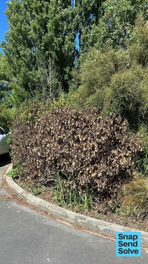 Overgrown Vegetation, a report photo