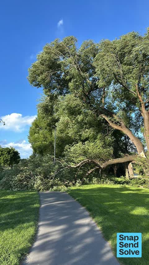 Fallen Tree, a report photo