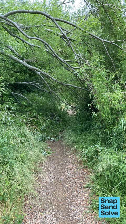 Fallen Tree, a report photo