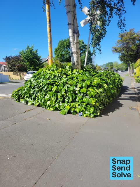 Overgrown Vegetation, a report photo
