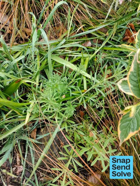 Overgrown Vegetation — a report photo
