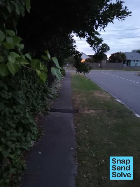Overgrown Vegetation, a report photo