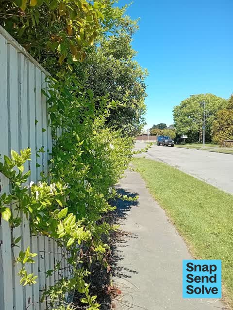 Overgrown Vegetation, a report photo