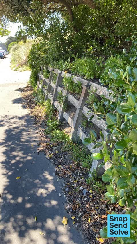 Overgrown Vegetation — a report photo