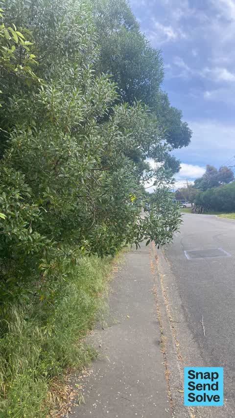 Overgrown Vegetation, a report photo