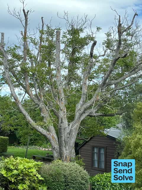 Trees - General, a report photo