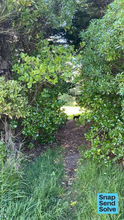 Overgrown Vegetation, a report photo
