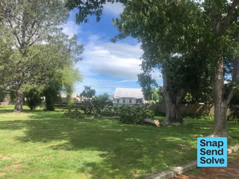 Fallen Tree — a report photo