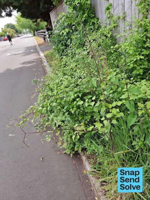 Overgrown Vegetation — a report photo