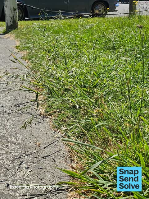 Overgrown Vegetation, a report photo