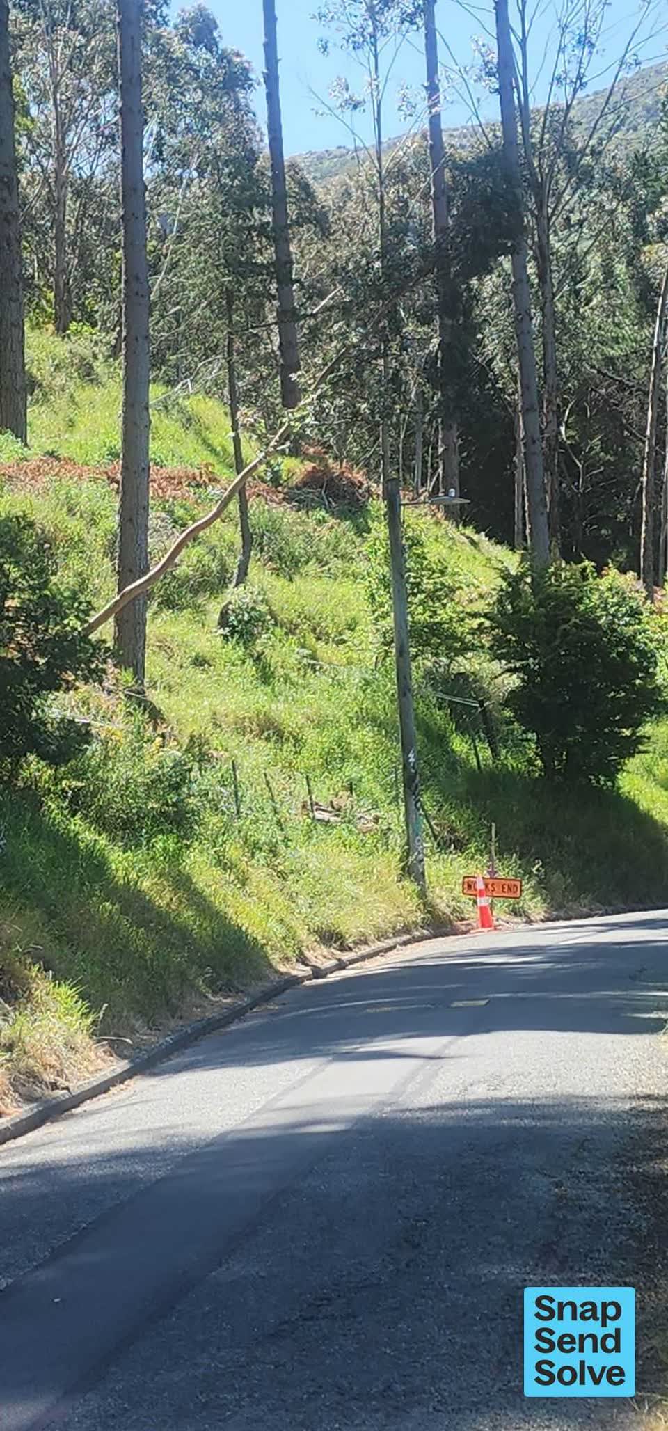 The photograph attached to this trees - general report