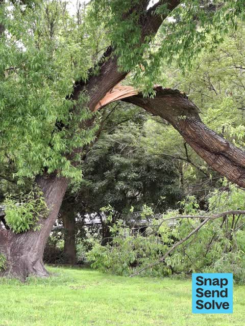 Fallen Tree — a report photo