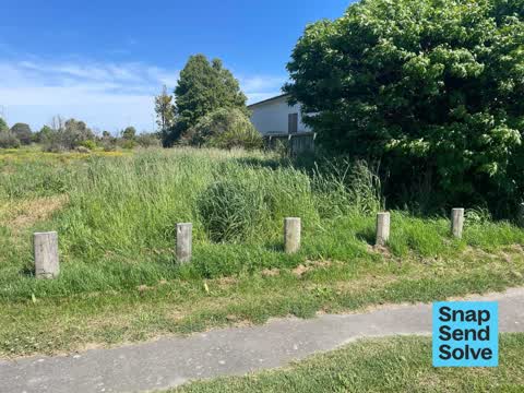 Overgrown Vegetation, a report photo