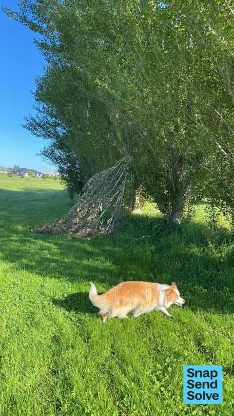 Overgrown Vegetation, a report photo
