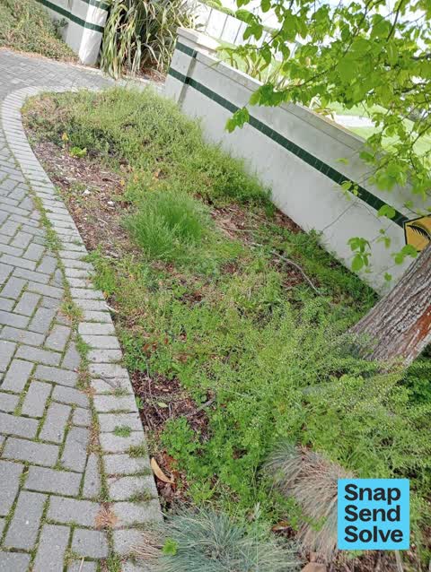 Overgrown Vegetation, a report photo