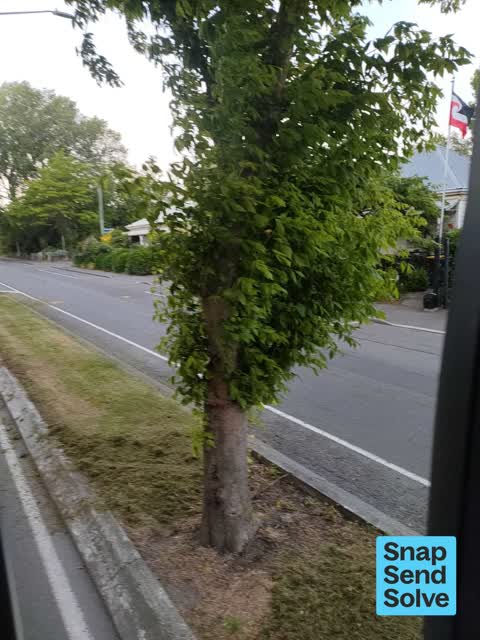 Trees - General, a report photo