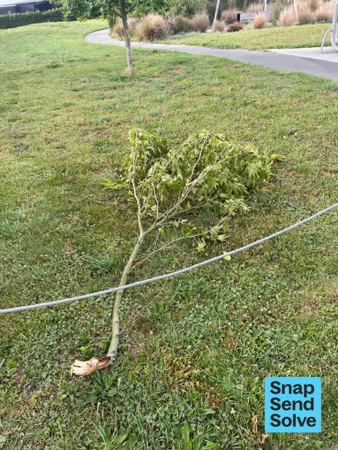 Fallen Tree, a report photo