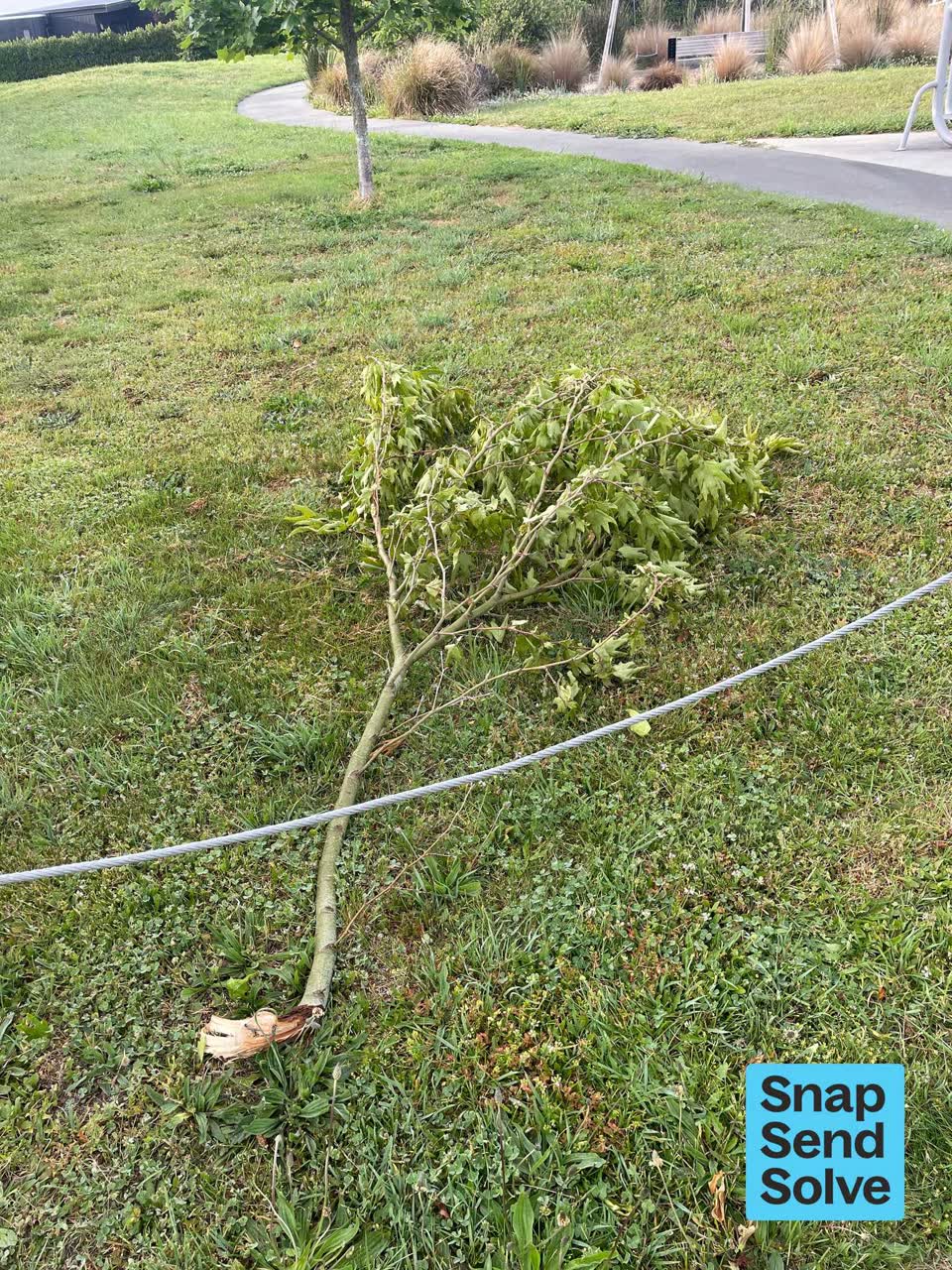 The photograph attached to this fallen tree report