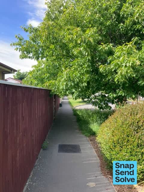 Trees - General, a report photo