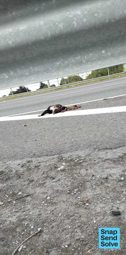Animal - Deceased — a report photo