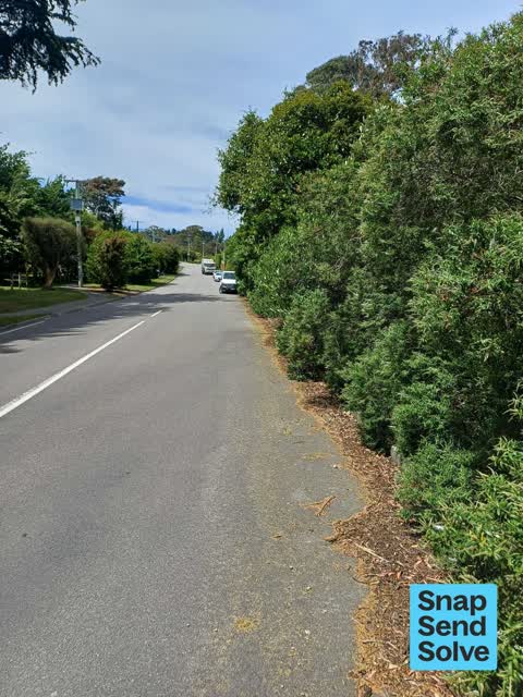Overgrown Vegetation, a report photo