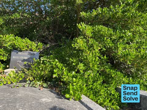 Overgrown Vegetation, a report photo