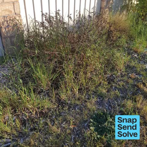 Overgrown Vegetation, a report photo