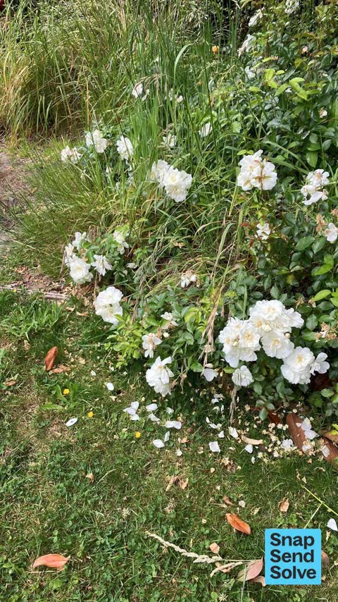 Overgrown Vegetation, a report photo