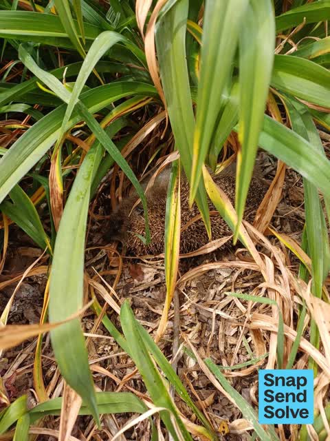 Animal - Deceased, a report photo