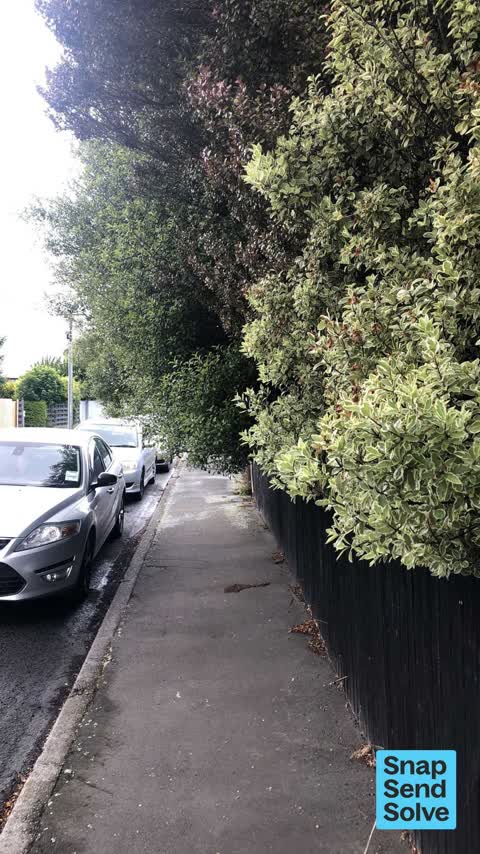 Overgrown Vegetation — a report photo