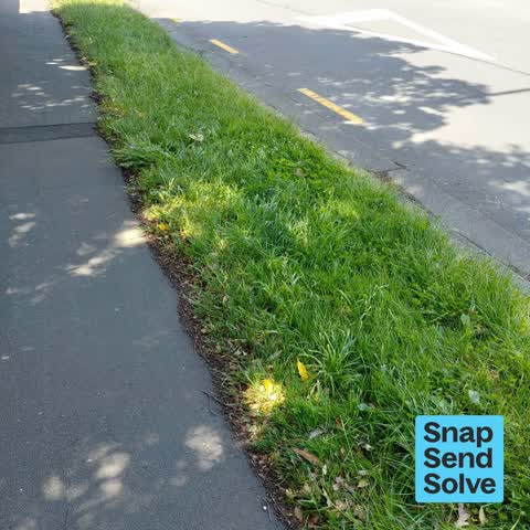 Overgrown Vegetation, a report photo