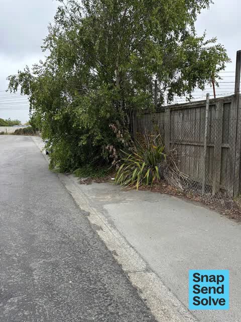Overgrown Vegetation — a report photo