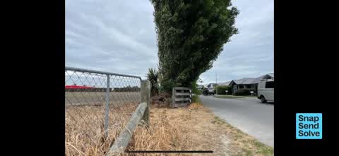 Trees - General, a report photo