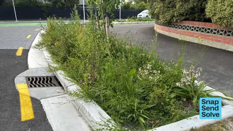 Overgrown Vegetation, a report photo