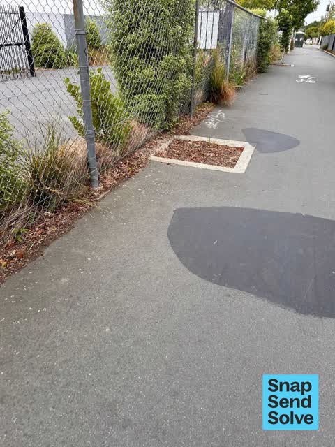 Fallen Tree, a report photo
