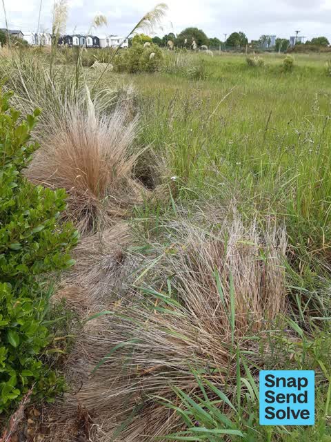 Overgrown Vegetation, a report photo