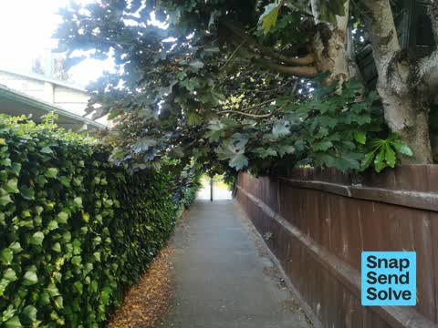 Overgrown Vegetation, a report photo