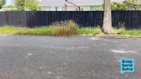 Overgrown Vegetation, a report photo