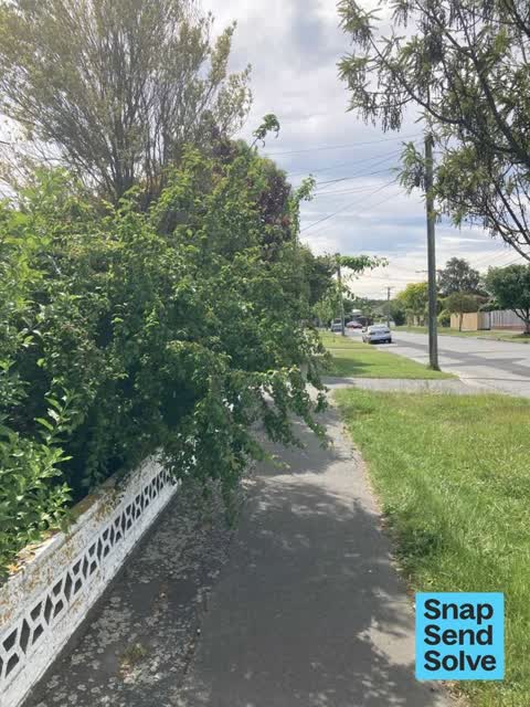 Overgrown Vegetation, a report photo