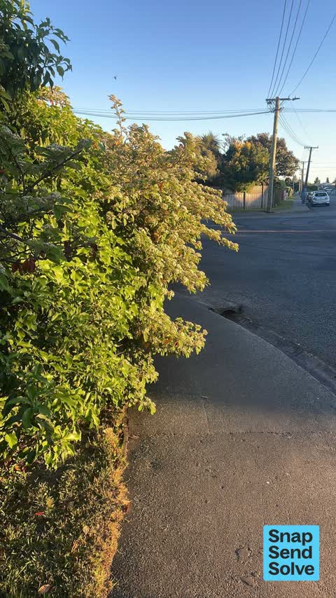 Overgrown Vegetation, a report photo