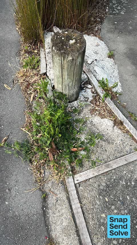 Overgrown Vegetation, a report photo