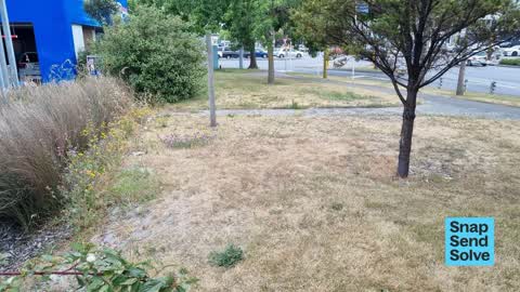 Overgrown Vegetation — a report photo