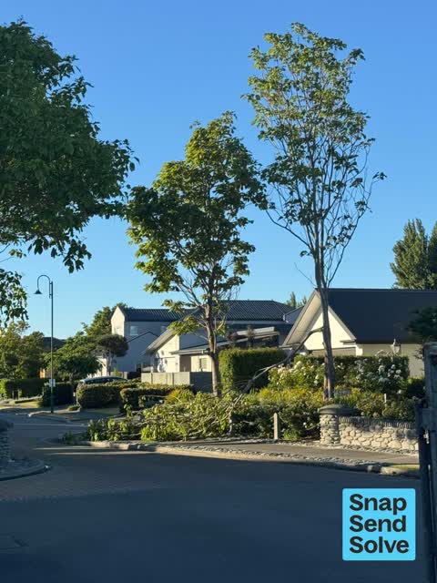 Fallen Tree, a report photo