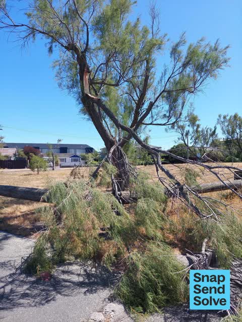 Fallen Tree, a report photo