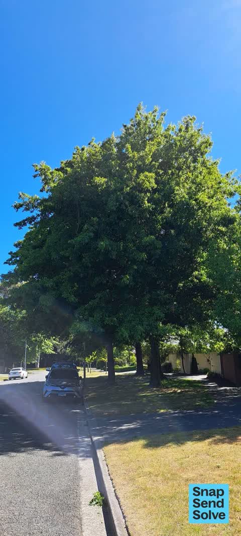 Trees - General, a report photo