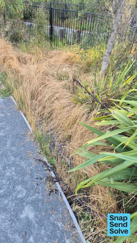 Overgrown Vegetation, a report photo