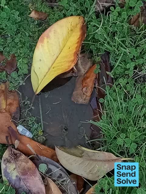 Water Leak, a report photo